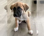 Small #12 Huskies  Mix