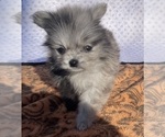 Puppy Boy 2 Pomeranian