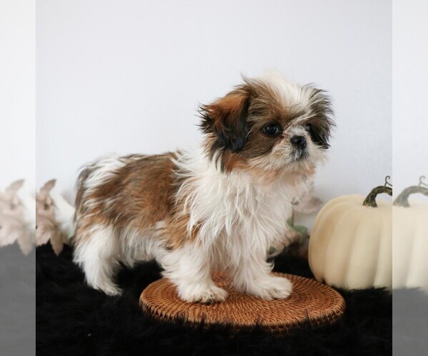 Medium Photo #6 Shih Tzu Puppy For Sale in ARTHUR, IL, USA