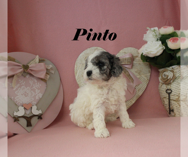 Medium Photo #13 Poodle (Toy) Puppy For Sale in CHANUTE, KS, USA