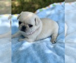 Small Photo #1 Pug Puppy For Sale in MOSELLE, MS, USA