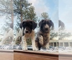 Small Photo #14 German Shorthaired Pointer Puppy For Sale in WOODLAND PARK, CO, USA