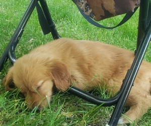 Golden Retriever Puppy for sale in RAMSEY, MN, USA