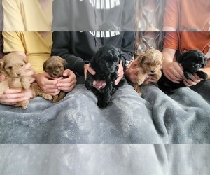 Mal-Shi Puppy for sale in GREENWOOD, IN, USA