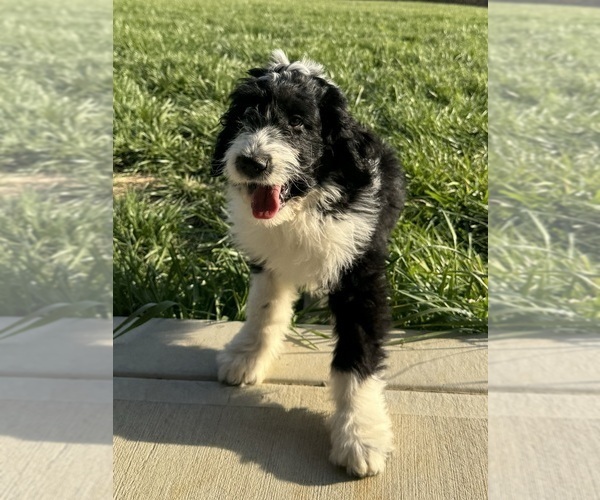 Medium Photo #1 Aussiedoodle Puppy For Sale in MARTINSVILLE, IN, USA
