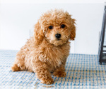Small Photo #39 Poodle (Toy) Puppy For Sale in WAKARUSA, IN, USA