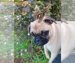 Small Pug