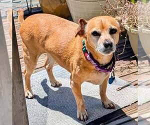 Lily Nason NJ - Female Daug Dog for Adoption - Photo #5