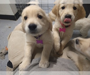 English Cream Golden Retriever Puppy for sale in BANNING, CA, USA