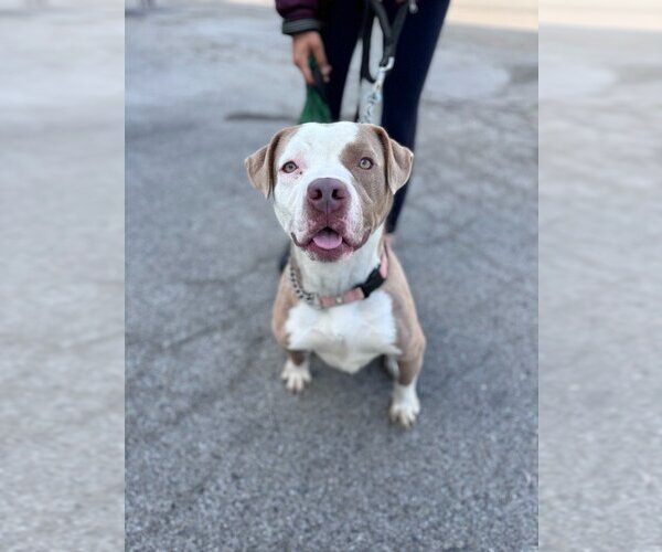 Medium Photo #7 American Staffordshire Terrier-Unknown Mix Puppy For Sale in Lake Forest, CA, USA