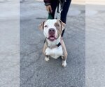 Small #6 American Staffordshire Terrier Mix