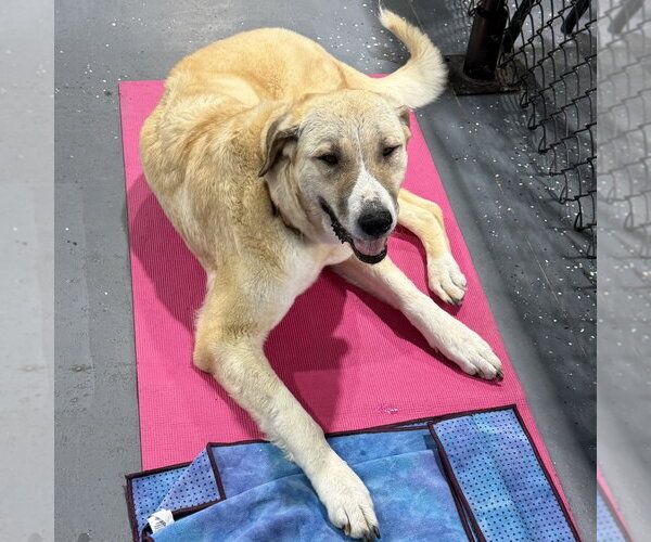 Medium Photo #4 Anatolian Shepherd Puppy For Sale in Minneapolis, MN, USA