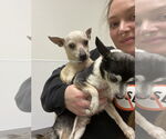 Small #15 Chihuahua Mix