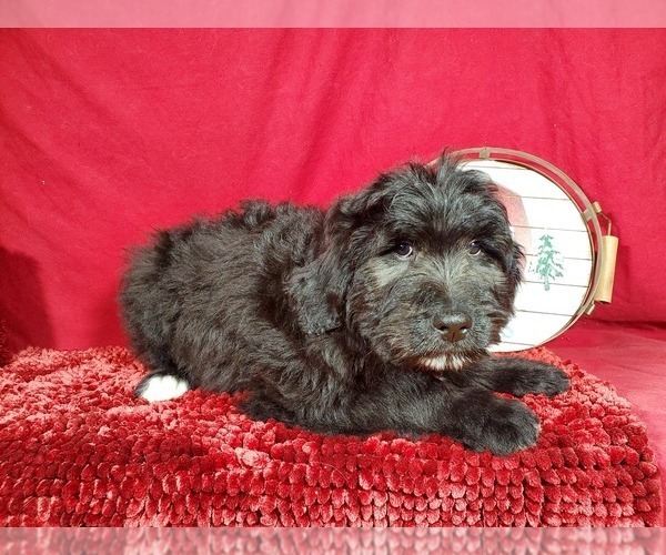 Medium Photo #7 Bernedoodle Puppy For Sale in BLACK FOREST, CO, USA