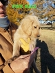Small Photo #19 Goldendoodle Puppy For Sale in CLARKSVILLE, TX, USA