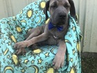 Small Photo #1 Cane Corso Puppy For Sale in QUARRYVILLE, PA, USA