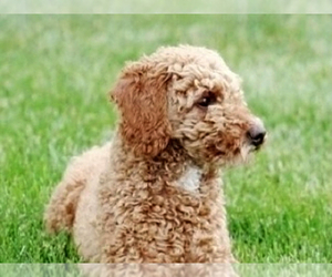 Father of the Cavapoo puppies born on 02/22/2023