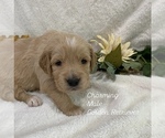 Puppy Charming Golden Retriever