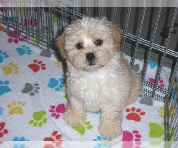 Medium Photo #11 ShihPoo Puppy For Sale in ORO VALLEY, AZ, USA