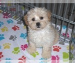 Small Photo #11 ShihPoo Puppy For Sale in ORO VALLEY, AZ, USA