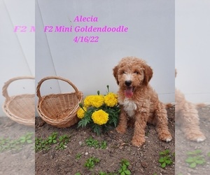 Goldendoodle (Miniature) Puppy for Sale in SHIPSHEWANA, Indiana USA