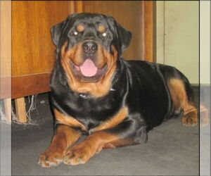 Father of the Rottweiler puppies born on 10/09/2022