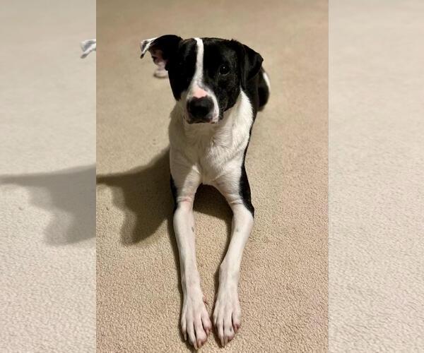 Medium Photo #7 Mutt Puppy For Sale in Munford, TN, USA