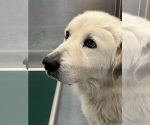 Great Pyrenees Dog for Adoption in Pasadena, California USA