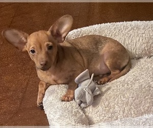 Chihuahua Puppy for sale in ECHO, AL, USA