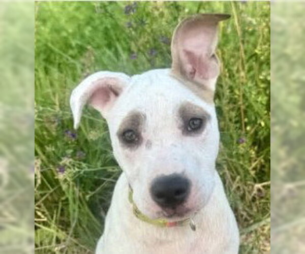 Medium Photo #1 American Pit Bull Terrier-Catahoula Leopard Dog Mix Puppy For Sale in Frankenmuth, MI, USA