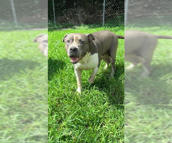 Medium Photo #6 Staffordshire Bull Terrier Puppy For Sale in Weston, FL, USA