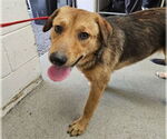 Small German Shepherd Dog Mix