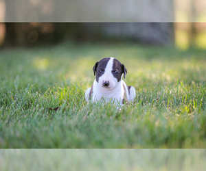 Whippet Puppy for Sale in JANESVILLE, Wisconsin USA
