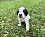 Puppy Rosco English Springer Spaniel