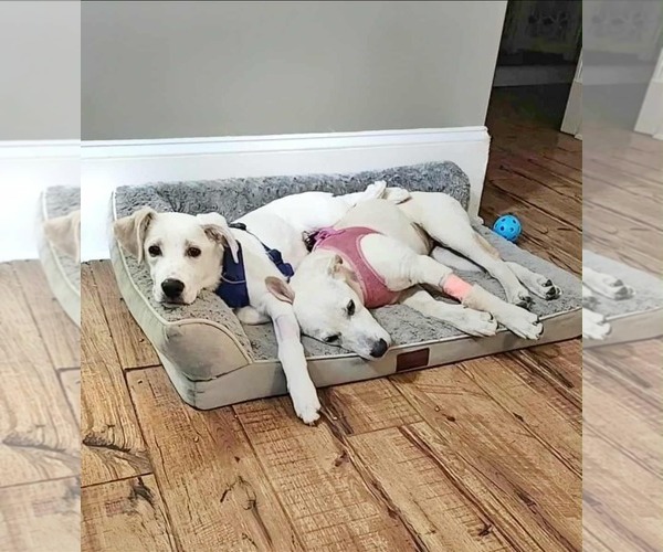 Medium Photo #6 Labrador Retriever-Unknown Mix Puppy For Sale in Fultonham, NY, USA