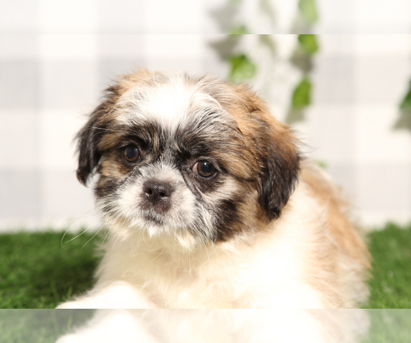Medium Photo #2 Shih Tzu Puppy For Sale in MARIETTA, GA, USA