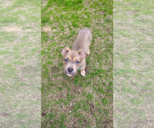 Medium Photo #4 Mutt Puppy For Sale in New London, WI, USA