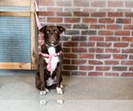Small Photo #8 Labradinger Puppy For Sale in St. Louis Park, MN, USA