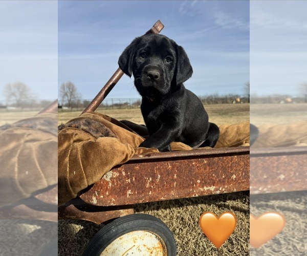 Medium Photo #1 Labrador Retriever Puppy For Sale in SHAWNEE, OK, USA
