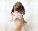 Small #6 Dachshund