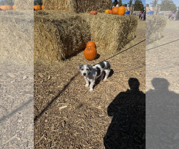 Medium Photo #2 Mutt Puppy For Sale in Sandy, UT, USA