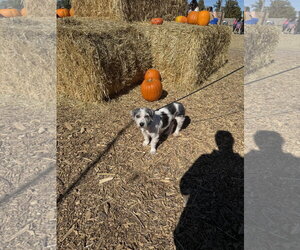 Harper Rose - Female Mutt Dog for Adoption - Photo #2