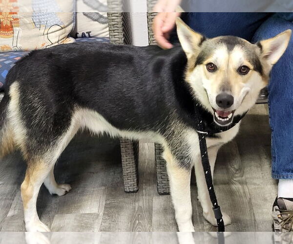 Medium Photo #1 Huskies -Unknown Mix Puppy For Sale in Ellijay, GA, USA