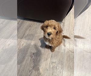 Goldendoodle (Miniature) Puppy for sale in MURRIETA, CA, USA