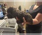 Small #2 Poodle (Toy)