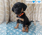 Small Coonhound Mix