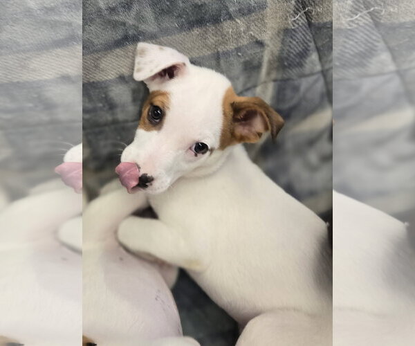Medium Photo #3 Mutt Puppy For Sale in Cliffwood, NJ, USA
