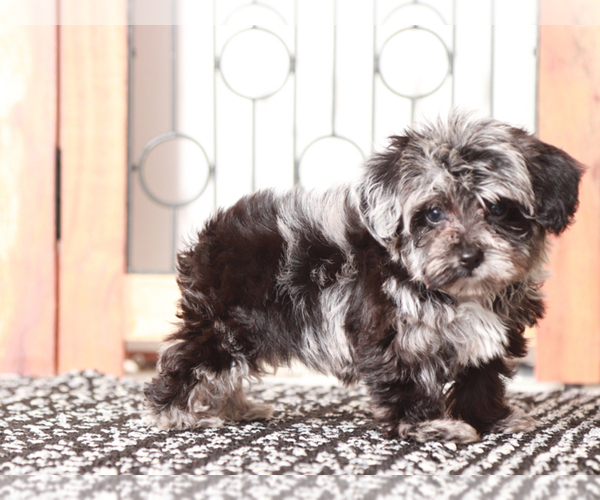 Medium Photo #3 YorkiePoo Puppy For Sale in NAPLES, FL, USA
