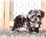Small #2 YorkiePoo