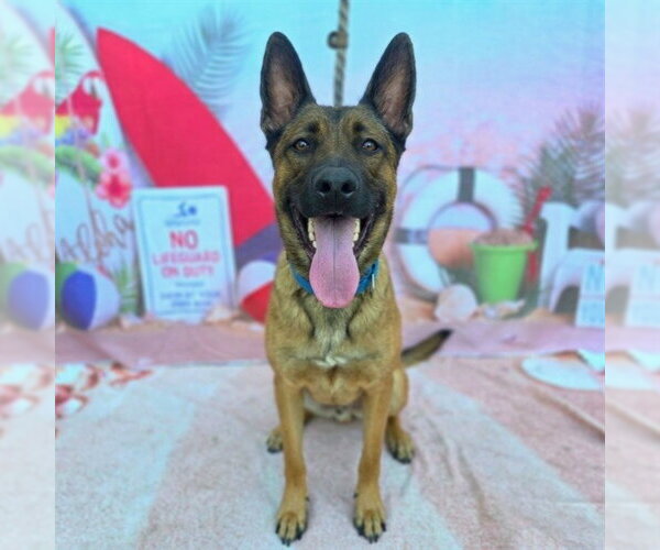 Medium Photo #2 Akita-German Shepherd Dog Mix Puppy For Sale in Long Beach, CA, USA